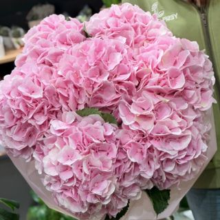 7 Hortensii roz