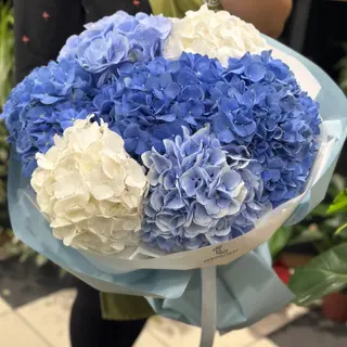 7 Hortensii alb-albastre