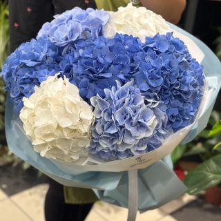 7 Hortensii alb-albastre