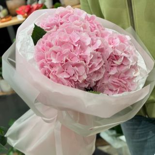 3 Hortensii roz