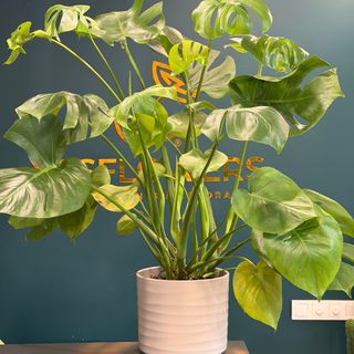 Monstera