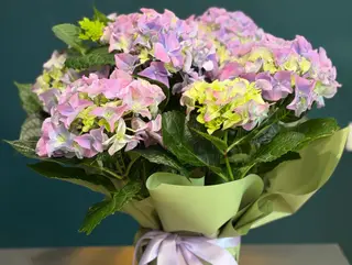 Hortensia violet