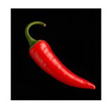 Hot chili pepper