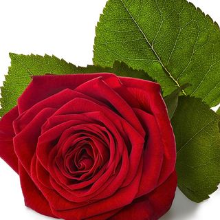 Trandafir 50 cm rosu olanda