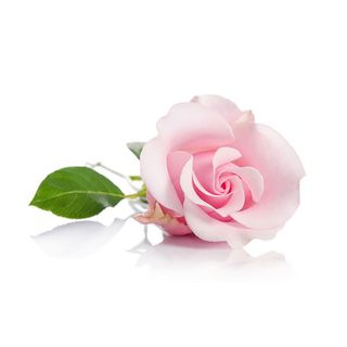 Trandafir roz 50 cm olanda