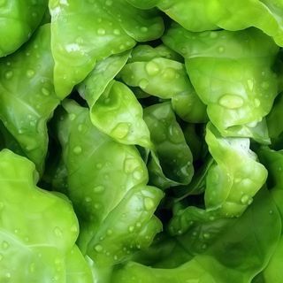 Zelena salata 250 gr