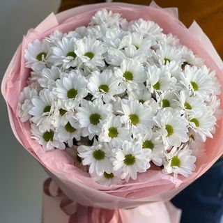 F_009 hrizantema kamolica