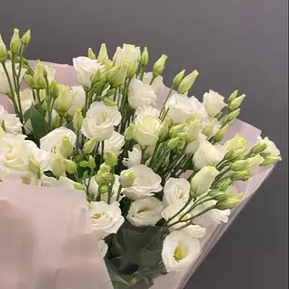 F_003 Liziantusi