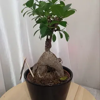 Bonsaji