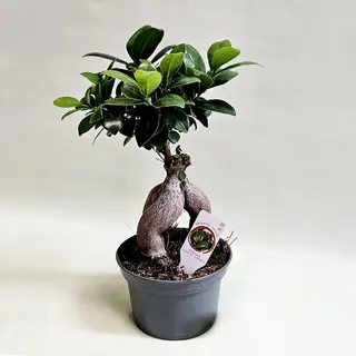 Bonsai Mix
