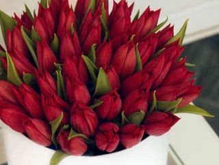 Box with 51 tulips