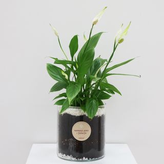 Spatifilijum u vazni