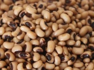 Plain Boiled Beans Only