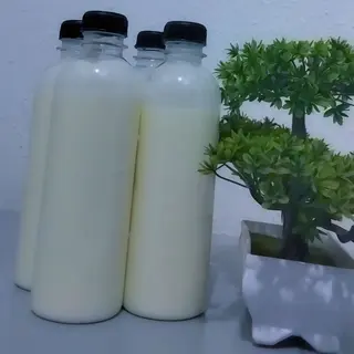 Fresh Plain Yoghurt