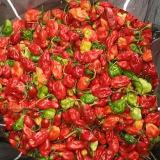 Fresh Scotch peppers