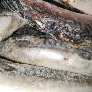 Original Titus fresh ice fish