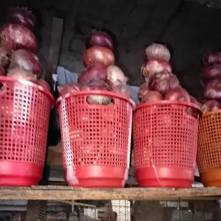 Onions