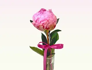 Peonia 