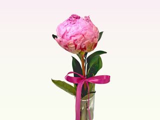 Peonia 