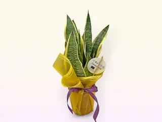 Sanseveria