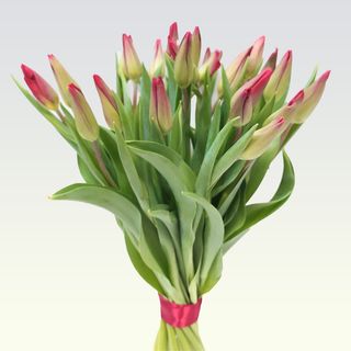 Bukiet tulipanów czerwonych