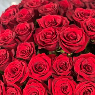 Czerwone róże 50 sztuk