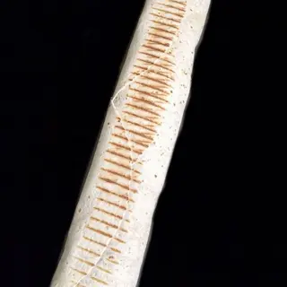 Max Tortilla Amerykańska