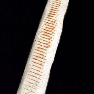 Max Tortilla Amerykańska