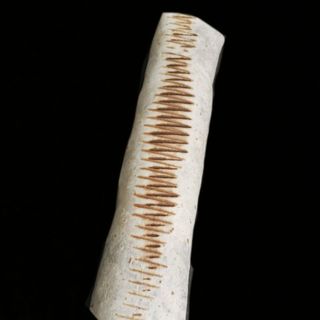 Duża Tortilla Amerykańska