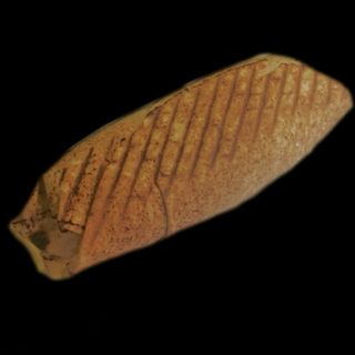 Mały Kebab W Cieście Samo Mięso