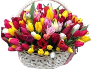 Kosz z 49 kolorowych tulipanów