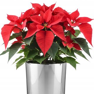 Gwiazda Betlejemska w osłońce