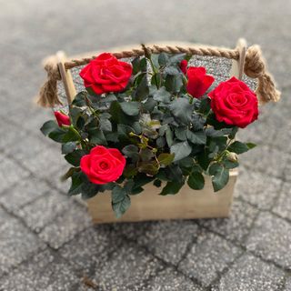 Róża gałązkowa w skrzyneczce