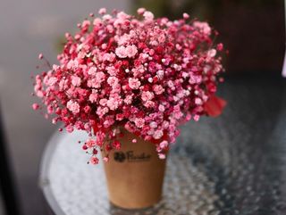 Malinowa gipsówka w większym kubeczku