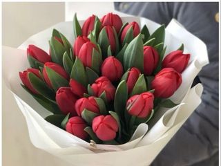 Bukiet 25 tulipanów