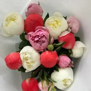 Bukiet kolorowych piwonii 25 szt