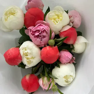 Bukiet kolorowych piwonii 15 szt