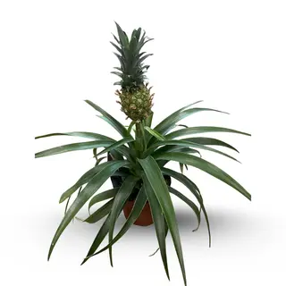 Ananas doniczkowy