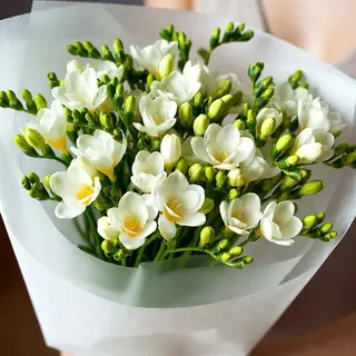 Bukiet Apolonia z białych frezji 