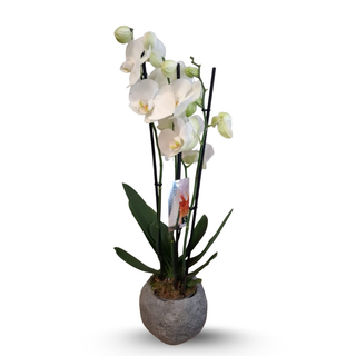 Orchidea biała w betonowym naczyniu
