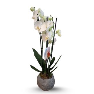 Orchidea biała w betonowym naczyniu