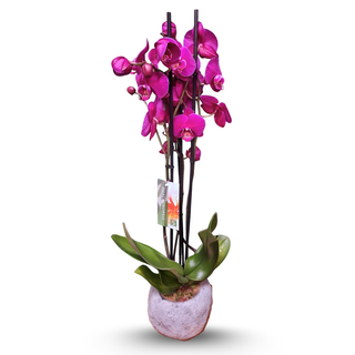 Różowa orchidea w betonowym naczyniu