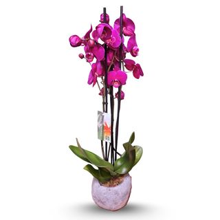 Różowa orchidea w betonowym naczyniu