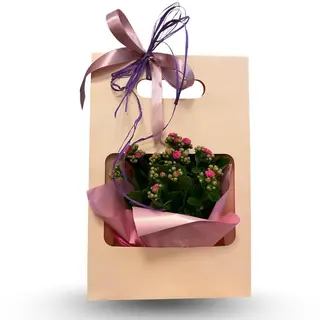 Kalanchoe w ozdobnej torebce