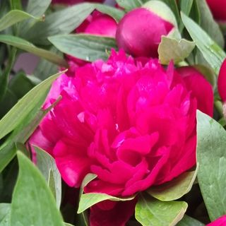 Piwonia ciemno rozowa