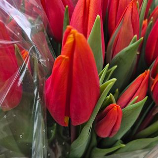 Tulipan pomarańczowo czerwony