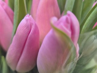 Tulipan jasno różowy