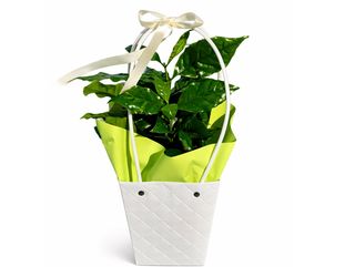 Kawa w doniczce zapakowana w torebeczkę dekoracyjną