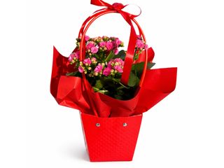 Kolorowe kalanchoe doniczkowe w ozdobnej torebeczce