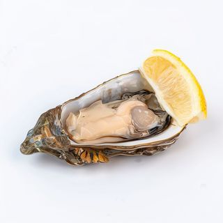 Ostryga Dutch Krijn Nr 2